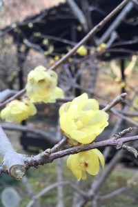 20160109　ウメの花が咲いています (4)